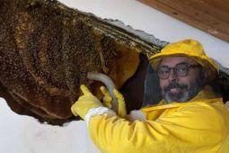 Andrea Lunerti rimuove le api ad Ardea