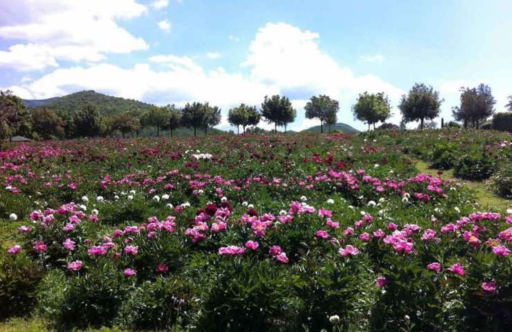 Peonie Viterbo