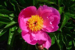 Peonie giardino