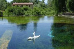 Cigni alla sorgente di Santa Susanna