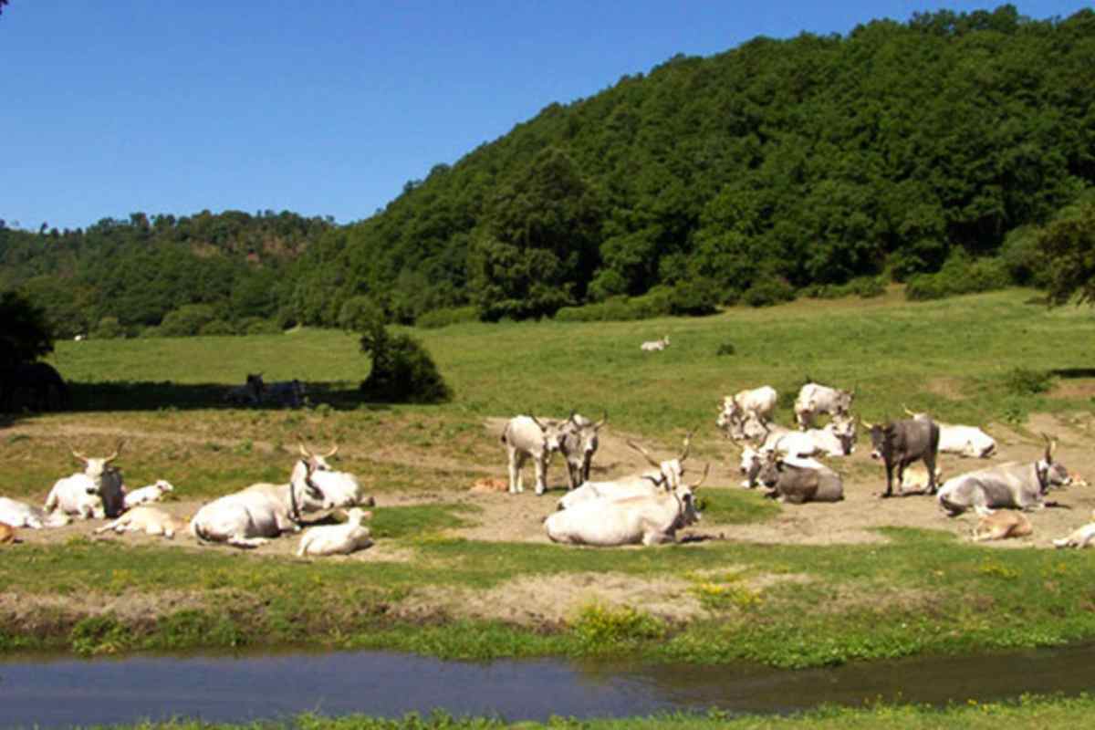 Valle del Sorbo