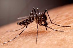 Zanzara trasmette il virus del Dengue