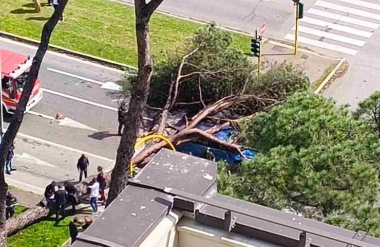 Albero caduto sulla Colombo