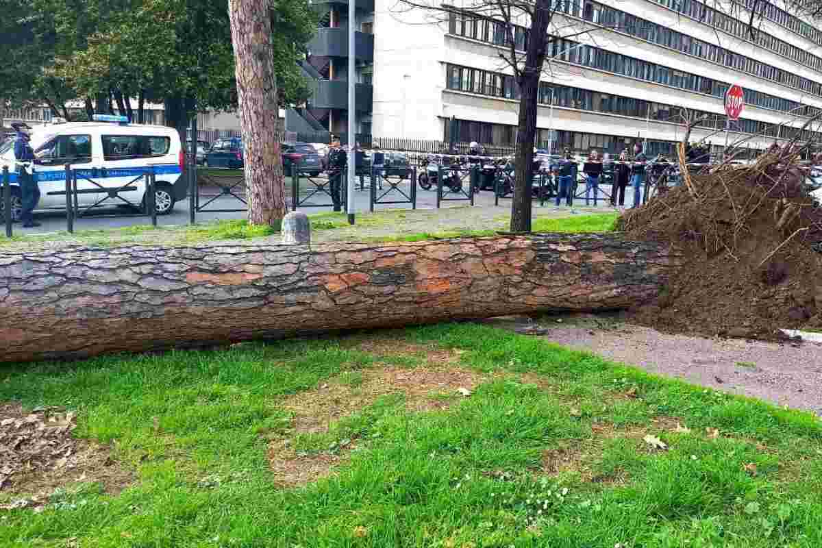 albero caduto colombo