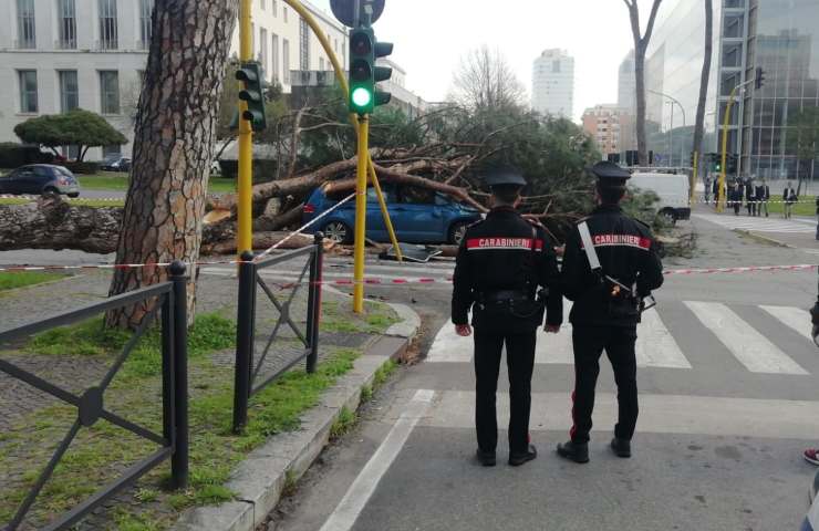 Albero caduto colombo oggi 