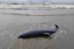 delfino morto Ardea