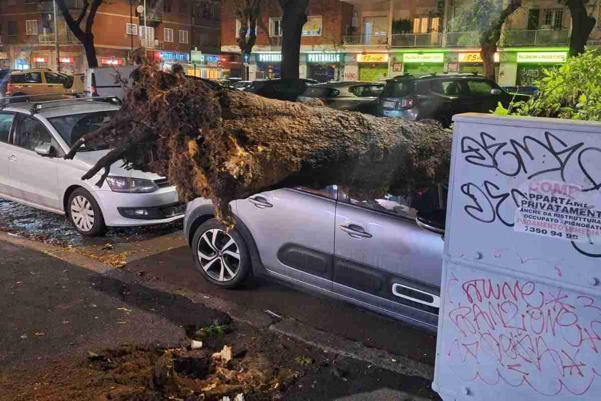 Albero caduto a viale Marconi