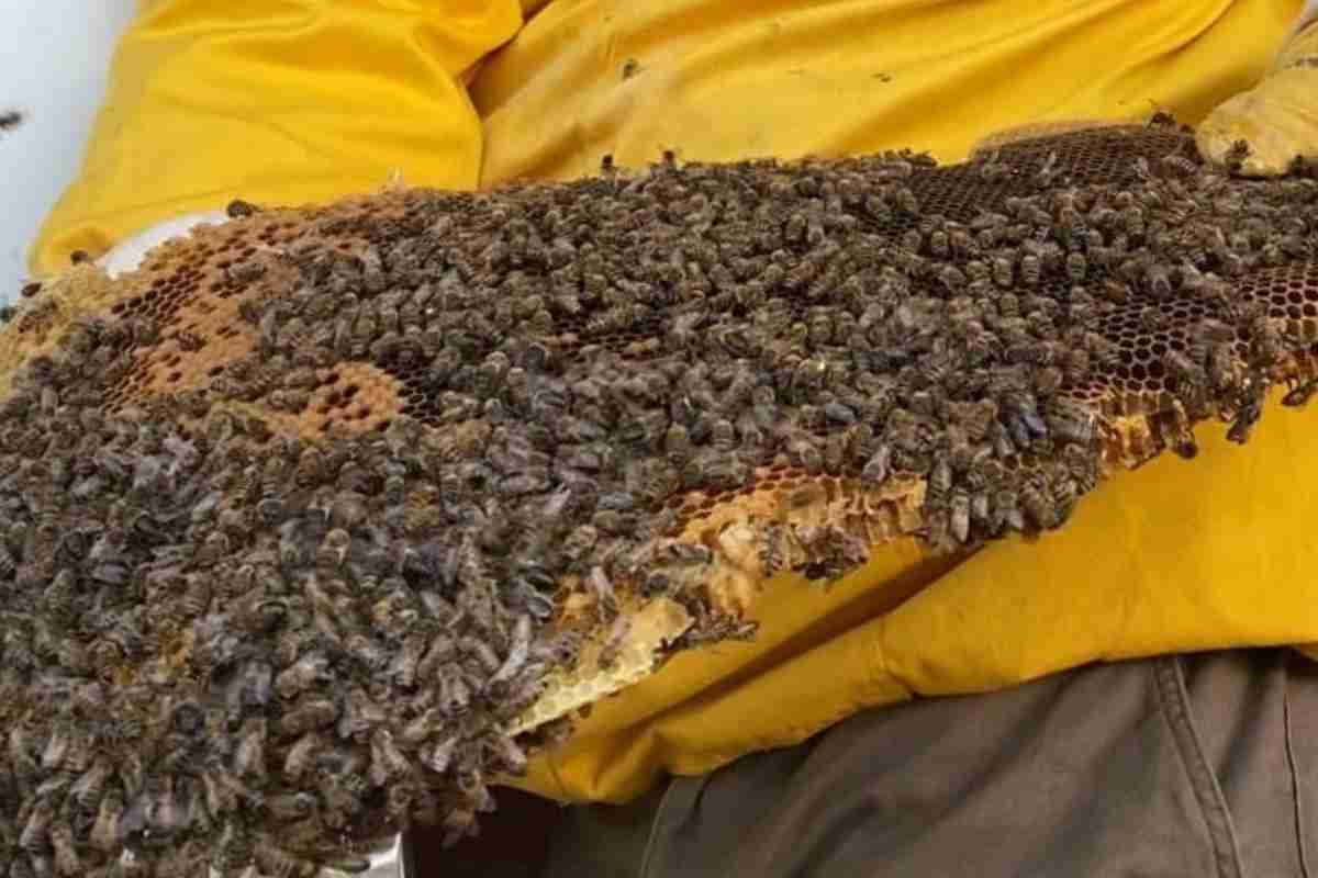 Migliaia di api nella parete a Roma: rimosso il maxi nido | “Mio marito è anche allergico”