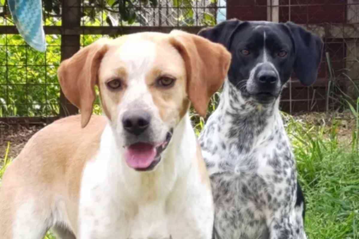 Ladispoli, l’Associazione SOS Cuccioli cerca casa: parte la raccolta fondi per il rifugio di cani e gatti