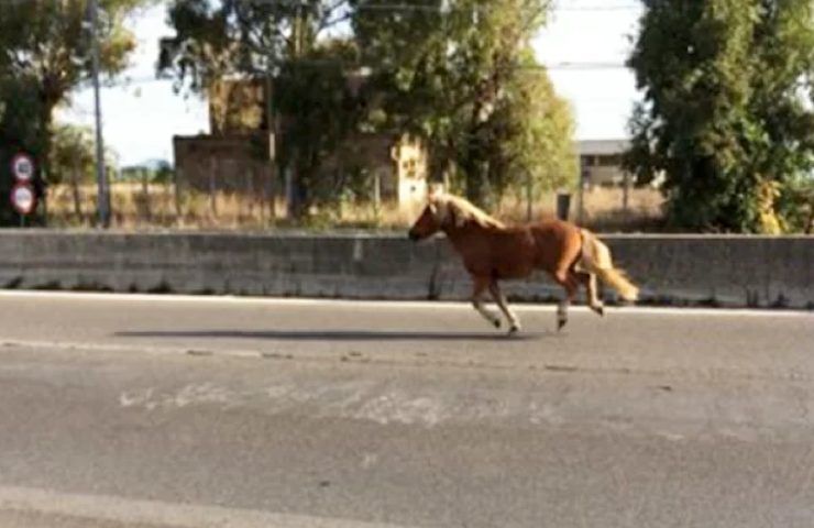 Cavallo sulla pontina