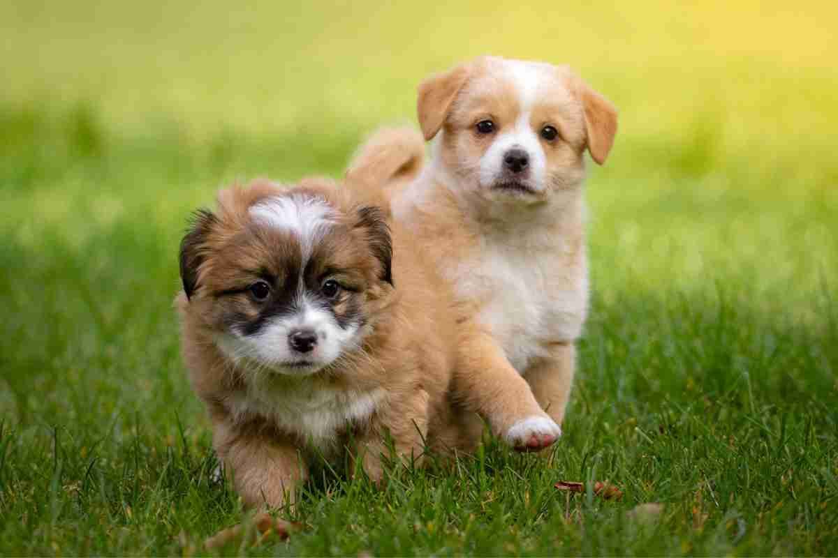 Cuccioli di cane nel prato