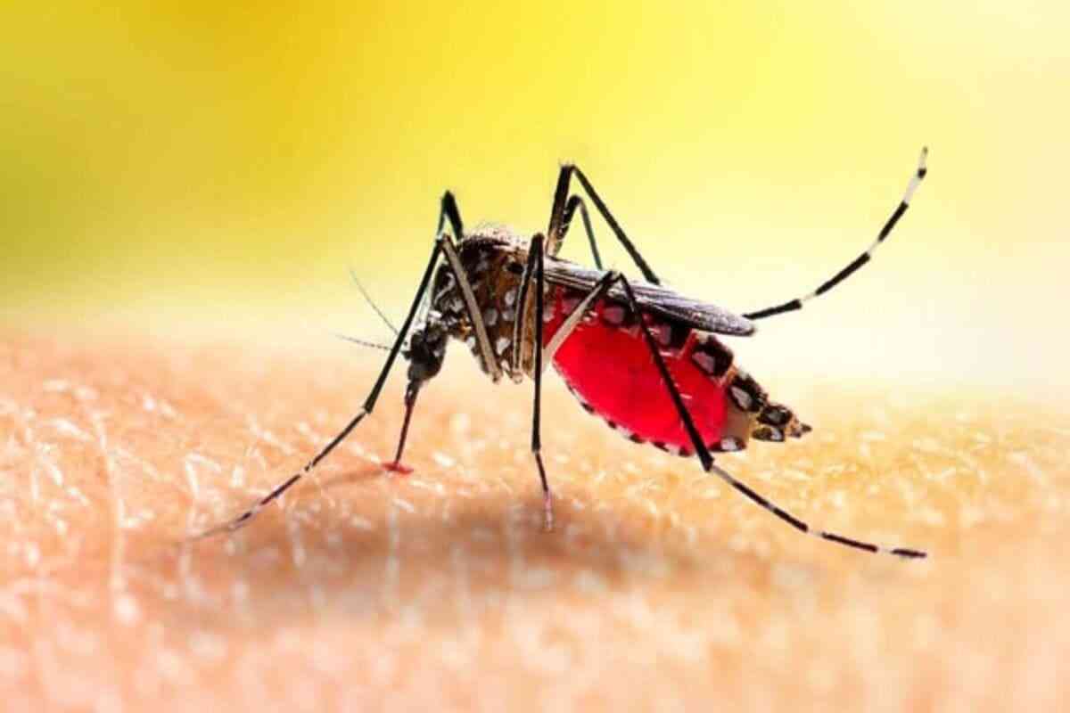 Zanzara Dengue
