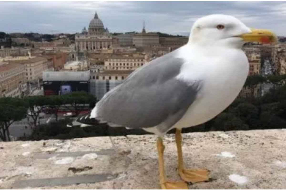 Gabbiano a Roma