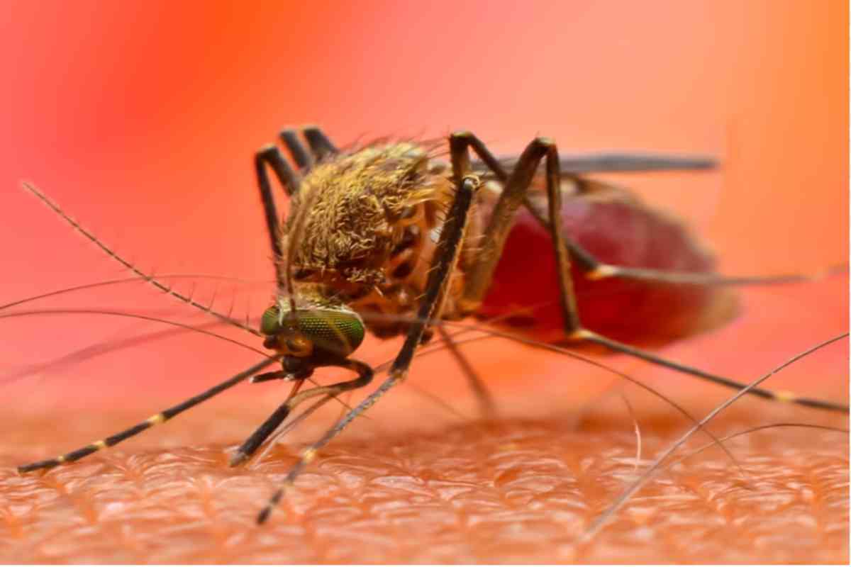 Zanzara del Dengue