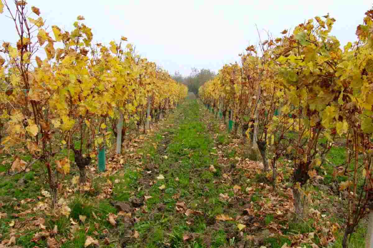 azienda vinicola botte più grande al mondo