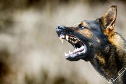 azzannata dal cane del nipote