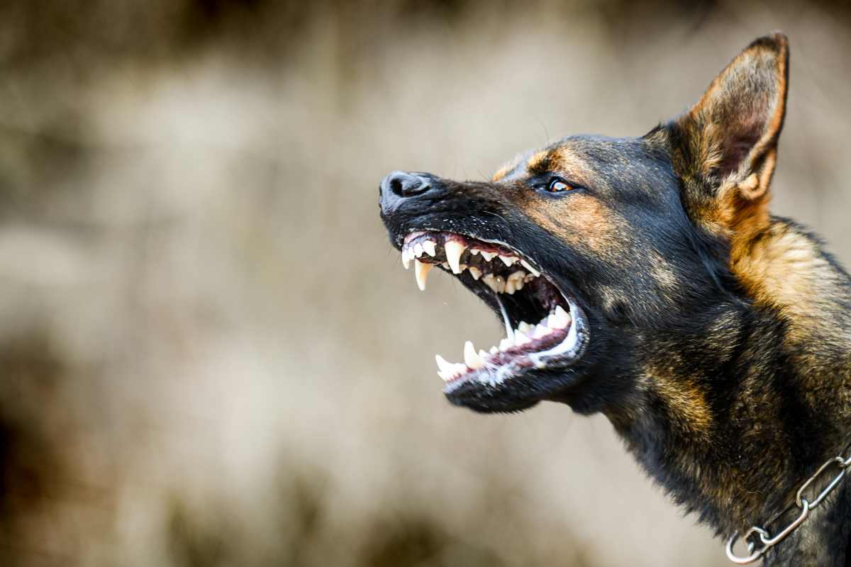 azzannata dal cane del nipote