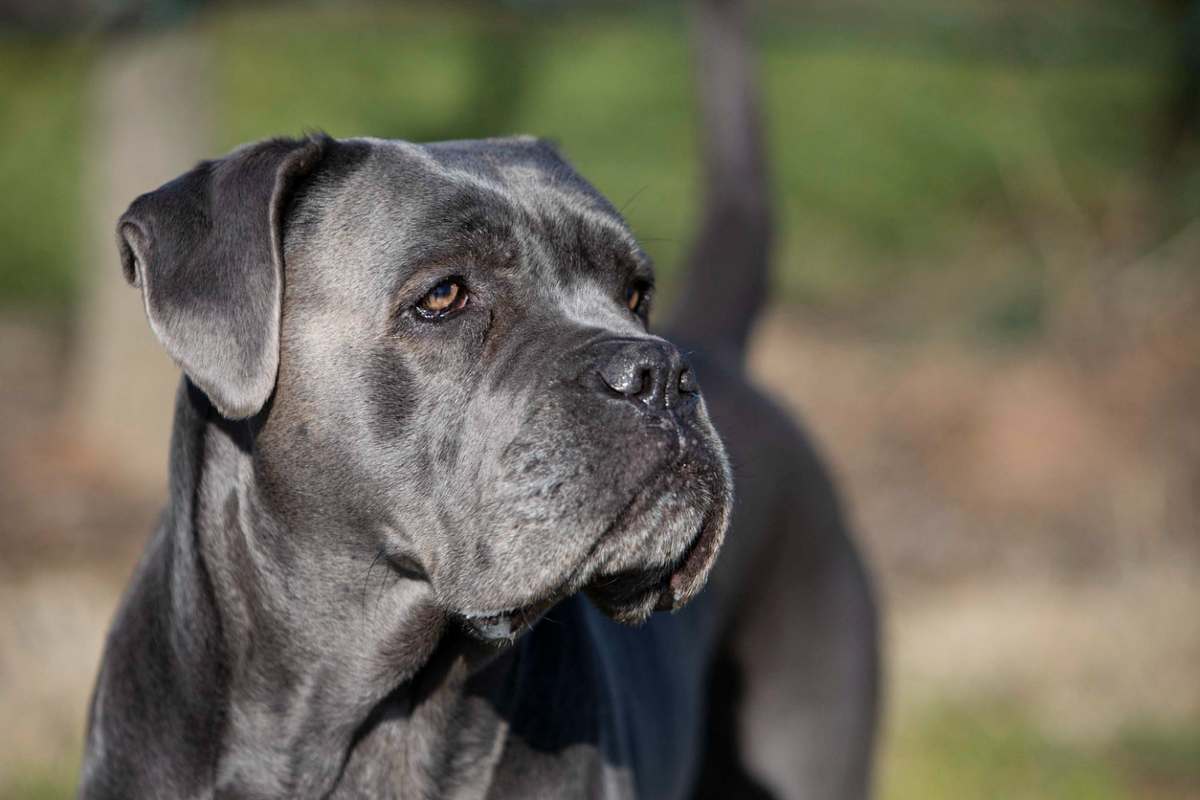 cane corso