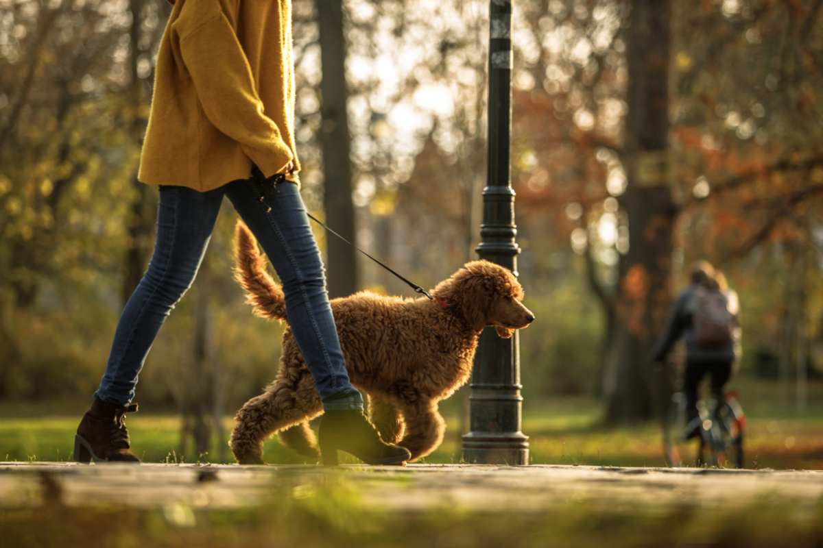 cane parco pubblico