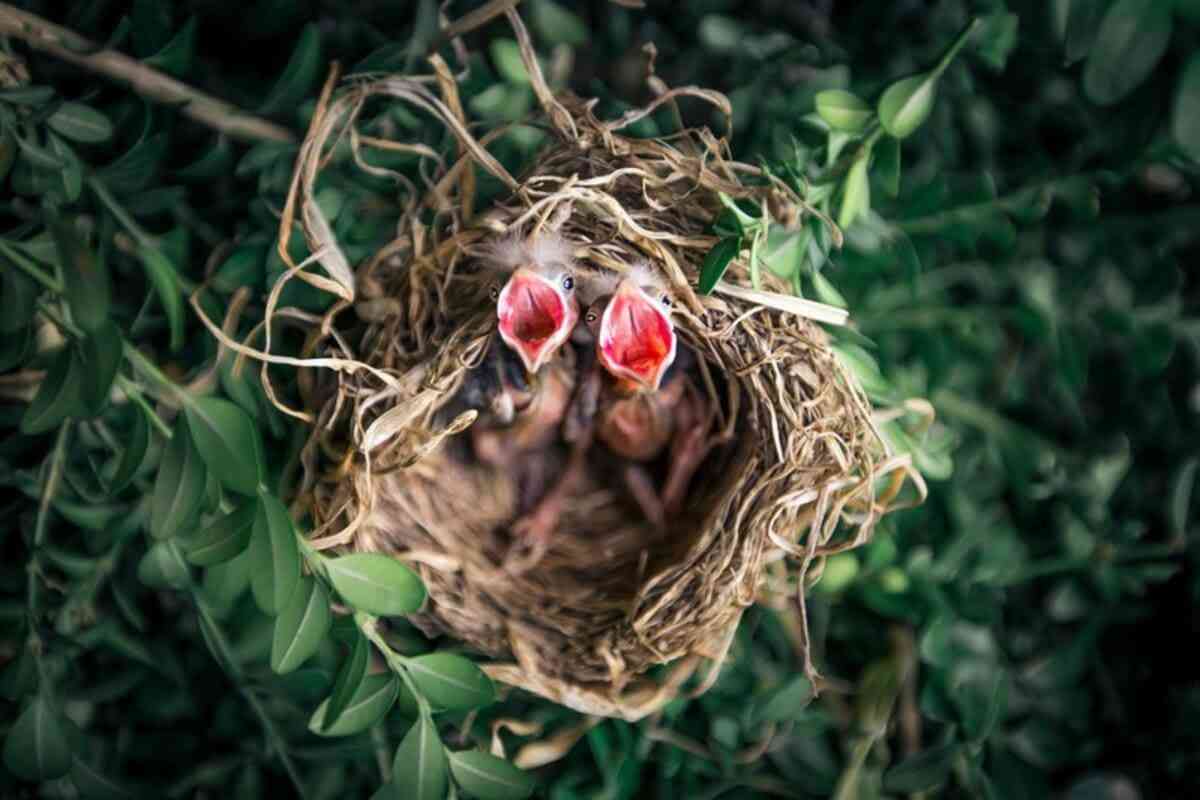 Nidificazione degli alberi