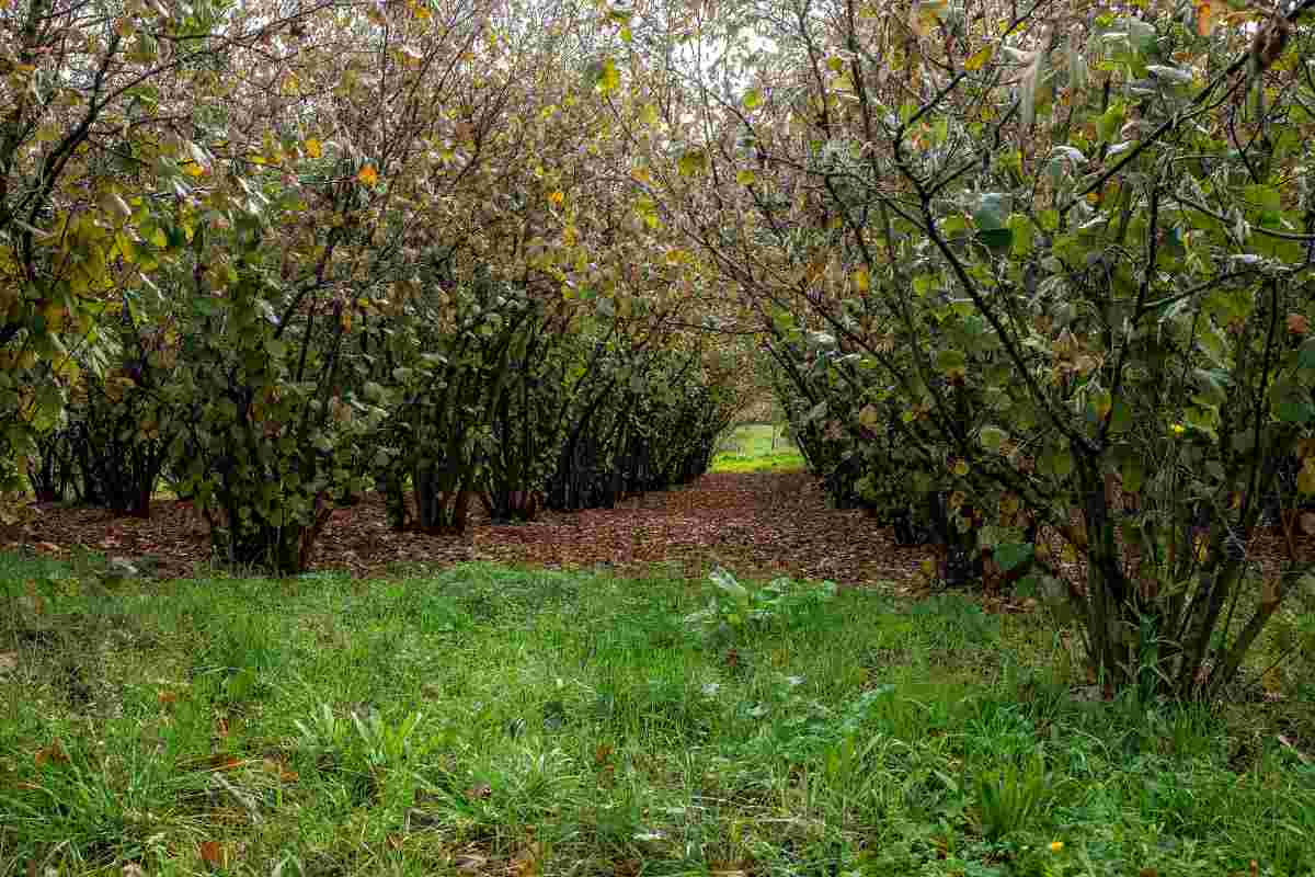 nocciolo nel viterbese