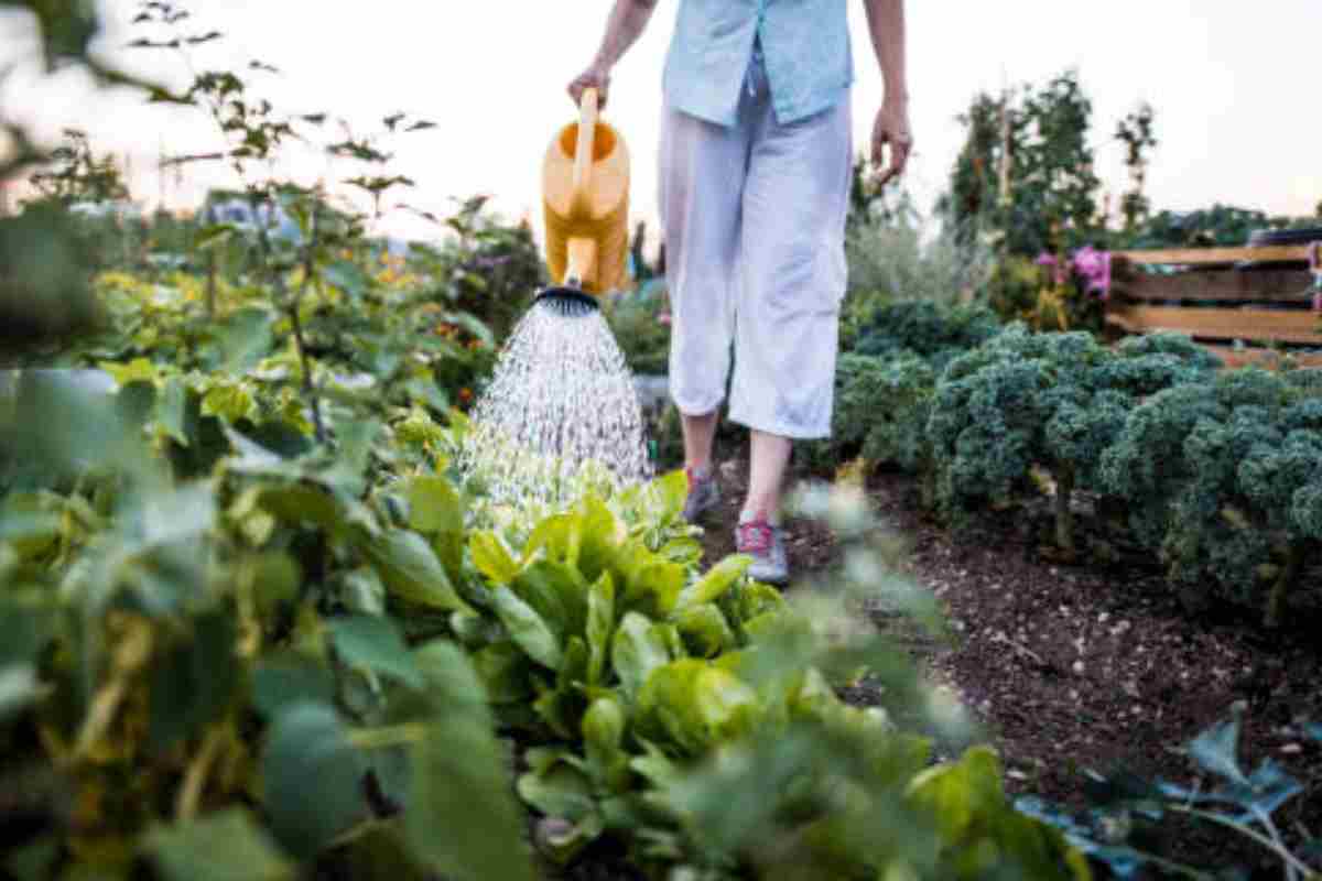 Cosa si può piantare nell’orto a maggio? Lavori da fare e le semine