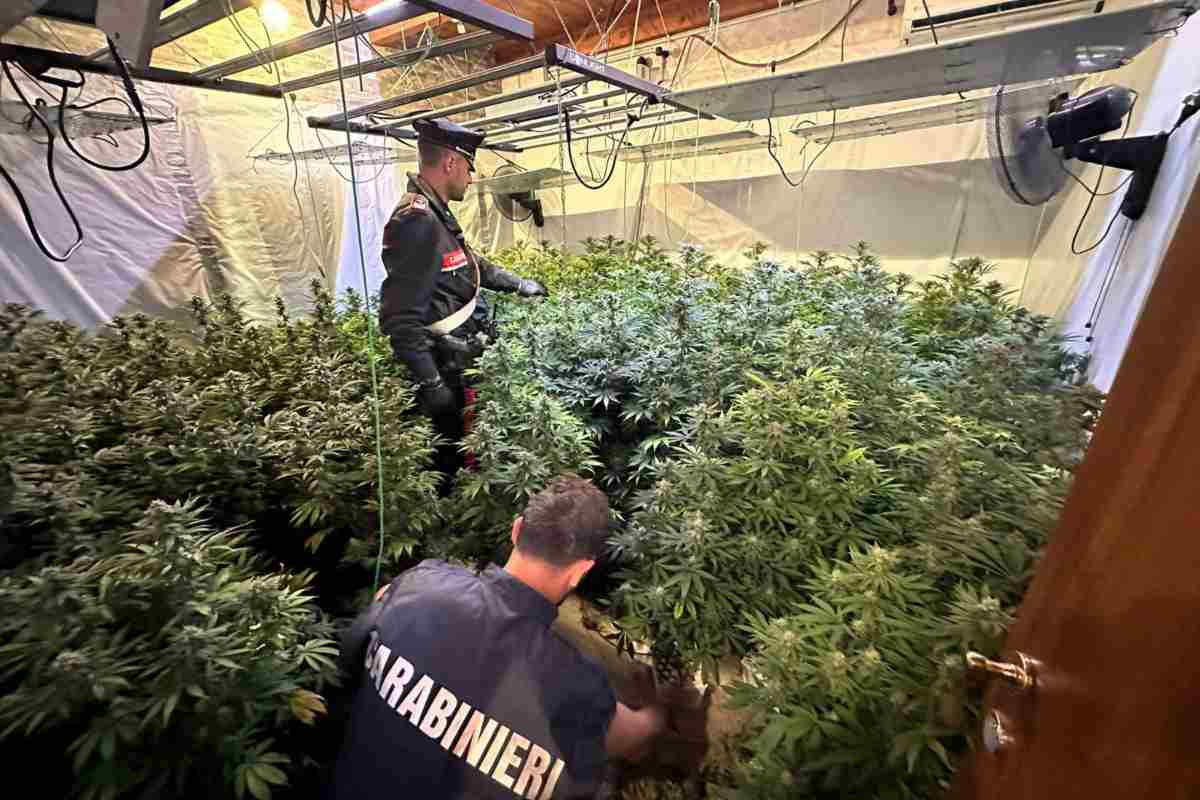 maxi-piantagione marijuana a Pomezia