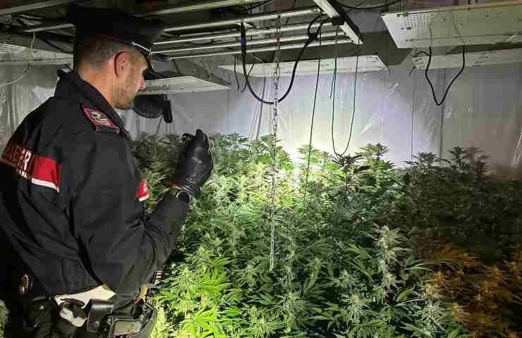 maxi-piantagione marijuana a Pomezia