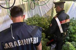 maxi-piantagione marijuana a Pomezia