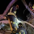 Vigili del Fuoco intervengono su un albero crollato a Santa Marinella