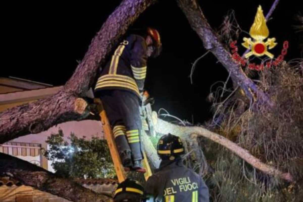 Vigili del Fuoco intervengono su un albero crollato a Santa Marinella