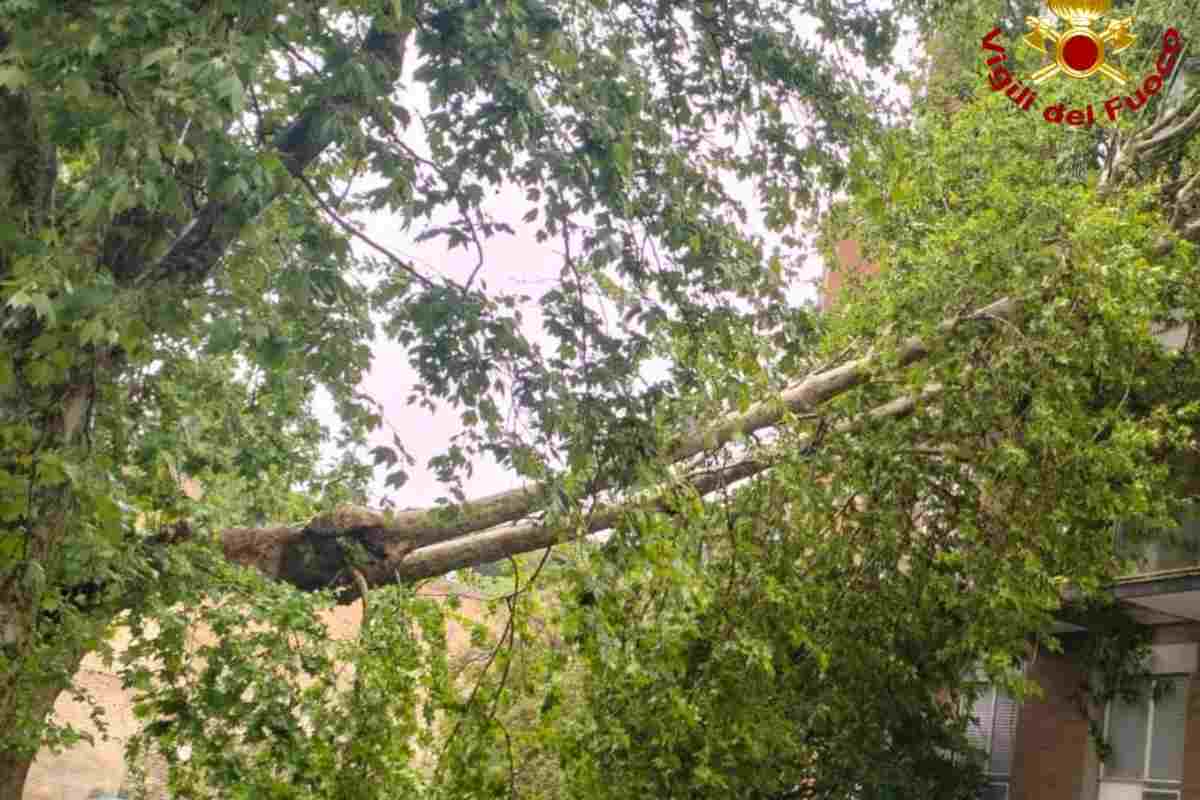 Albero crollato oggi a Roma