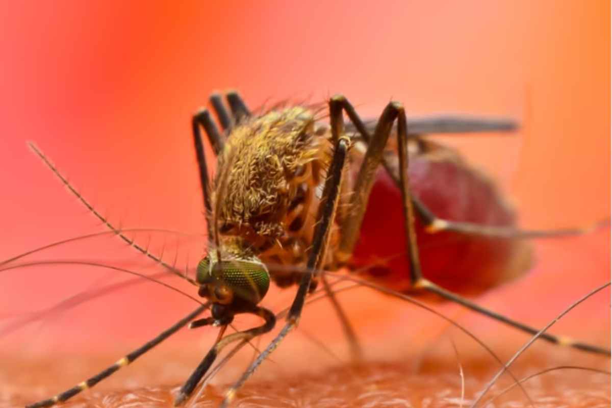 La zanzare Dengue