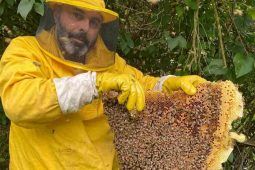 9 giganteschi favi in una villa alle porte di Roma