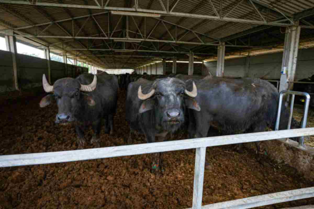 Incornata da una bufala: allevatrice muore dopo 4 giorni di agonia
