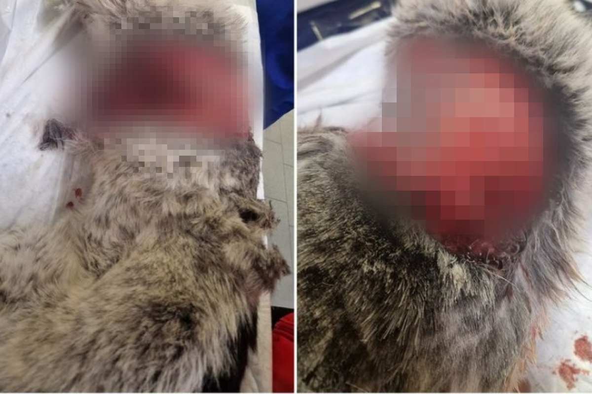 Cane scuoiato vivo con un coltello da un gruppo di ragazzini, volontaria interviene in difesa dell’animale