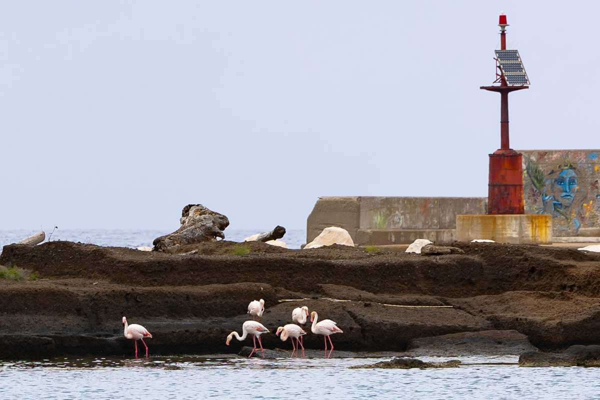 Fenicotteri rosa a Ventotene: gli uccelli fanno tappa al porto durante le migrazioni