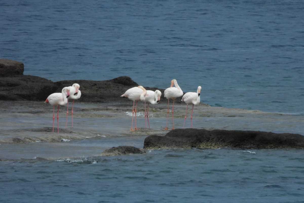 fenicotteri a Ventotene