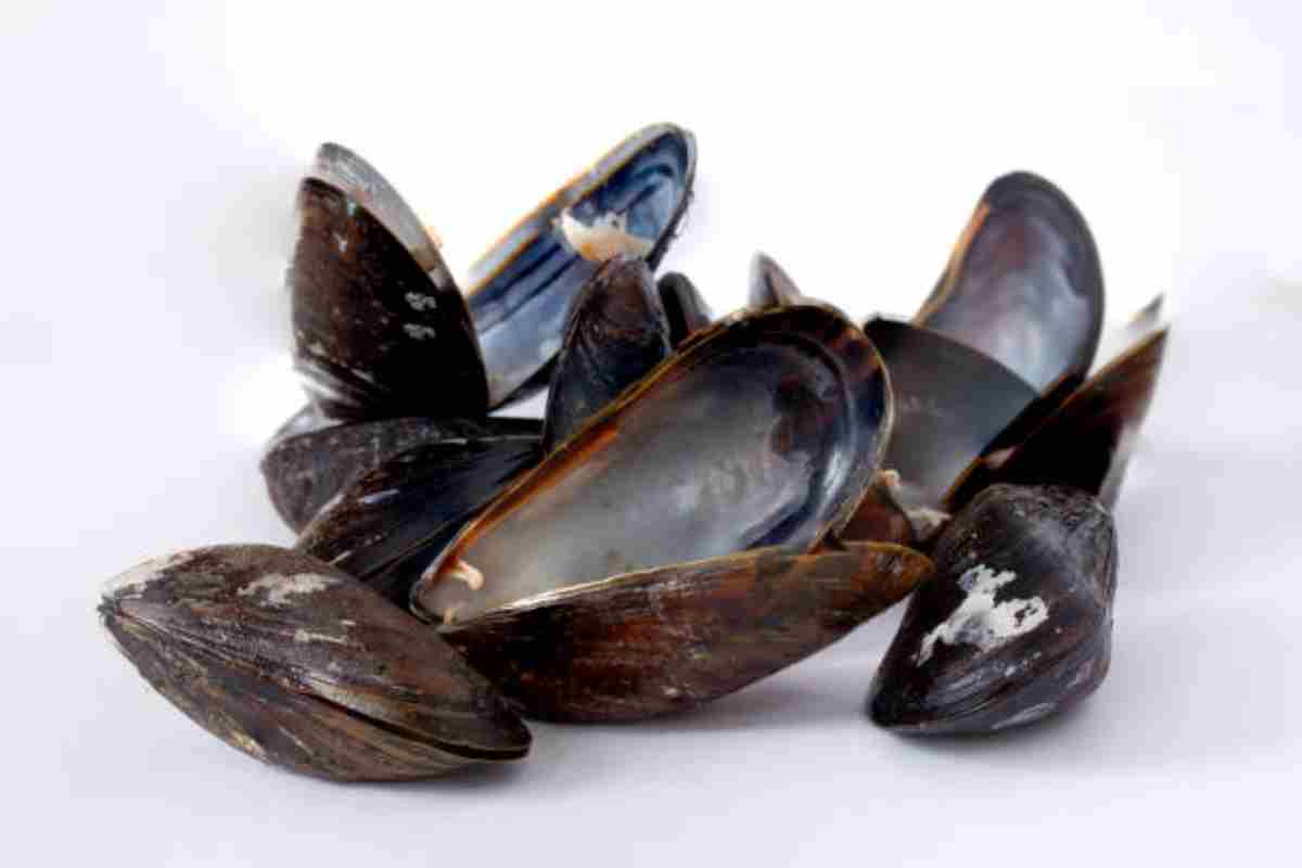 gusci cozze