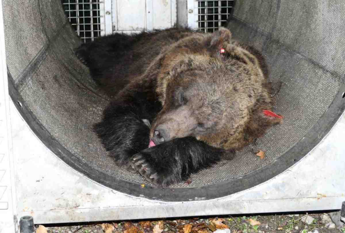 L’orsa Jj4 sarà trasferita nella foresta Nera in Germania: nel 2023 uccise il 26enne Andrea Papi