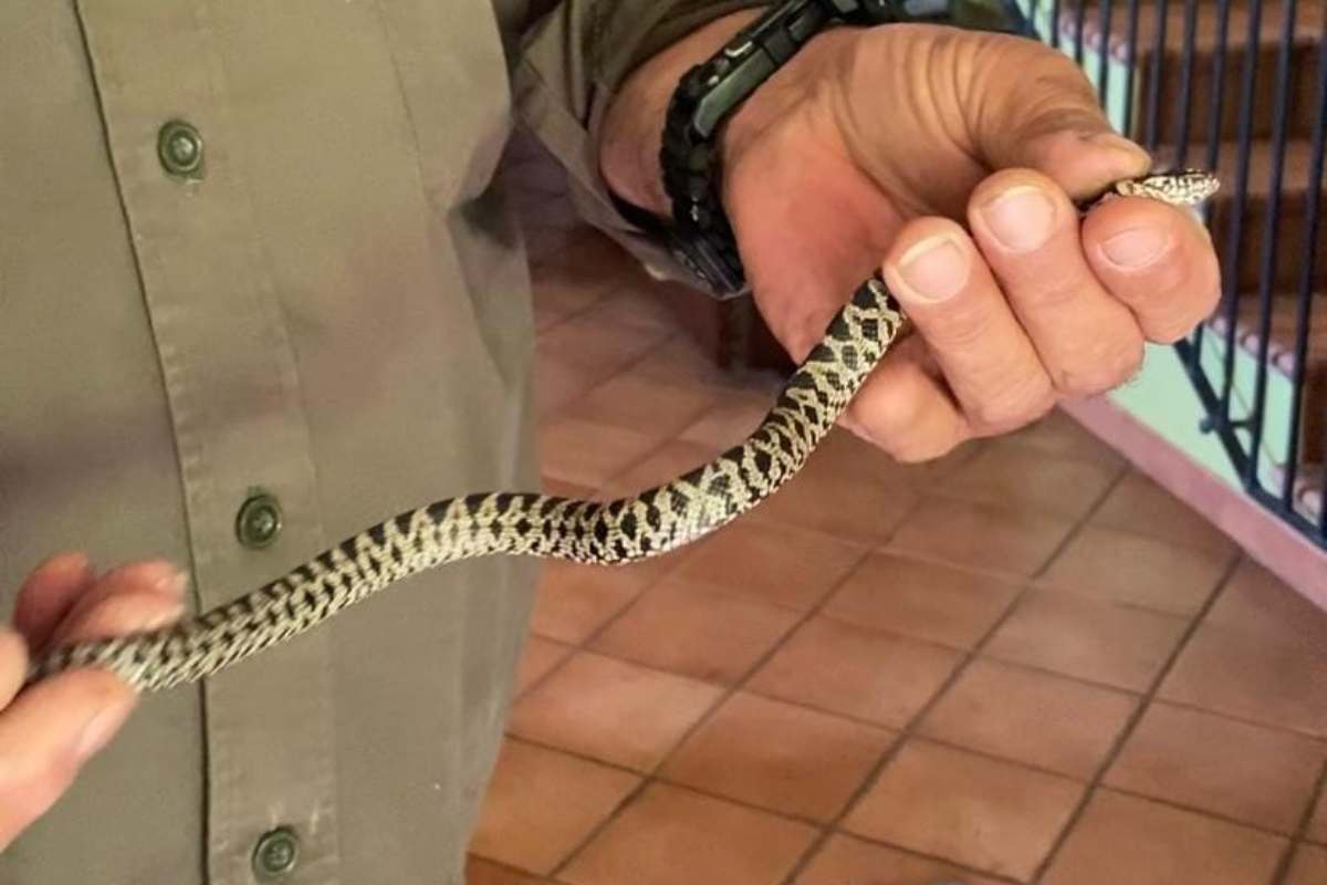 Il serpente recuperato a Morlupo da Andrea Lunerti