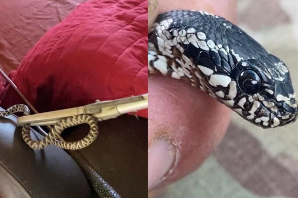 Apre la porta e il serpente si nasconde sotto al divano, paura alle porte di Roma: “Sembrava una vipera”