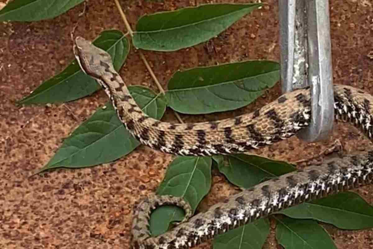 Faccia a faccia con la vipera nel pollaio, l’esperto: “Non tentate mai di ucciderla”