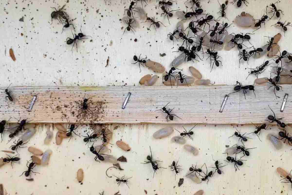 Si sveglia coperta dagli insetti, casa invasa dalle formiche alle porte di Roma