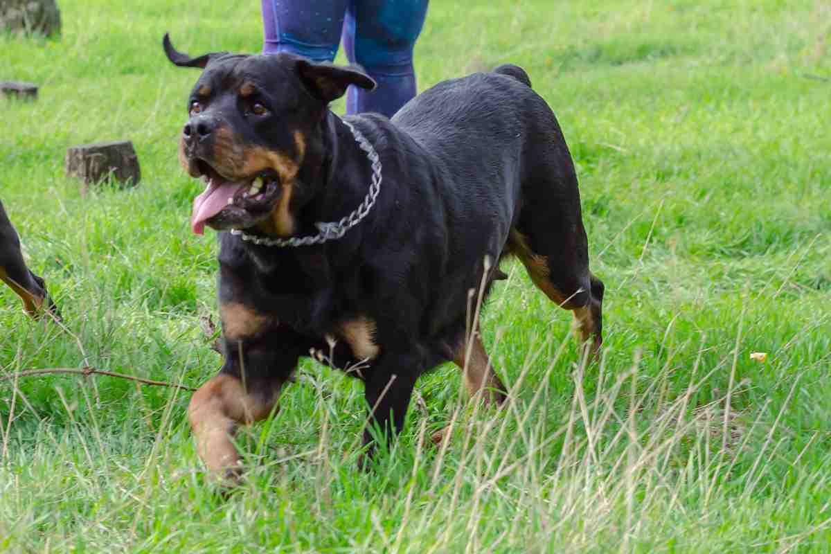 Paura in centro: cane azzanna una bimba di 2 anni