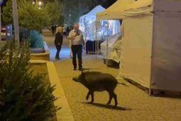 cinghiale al ristorante