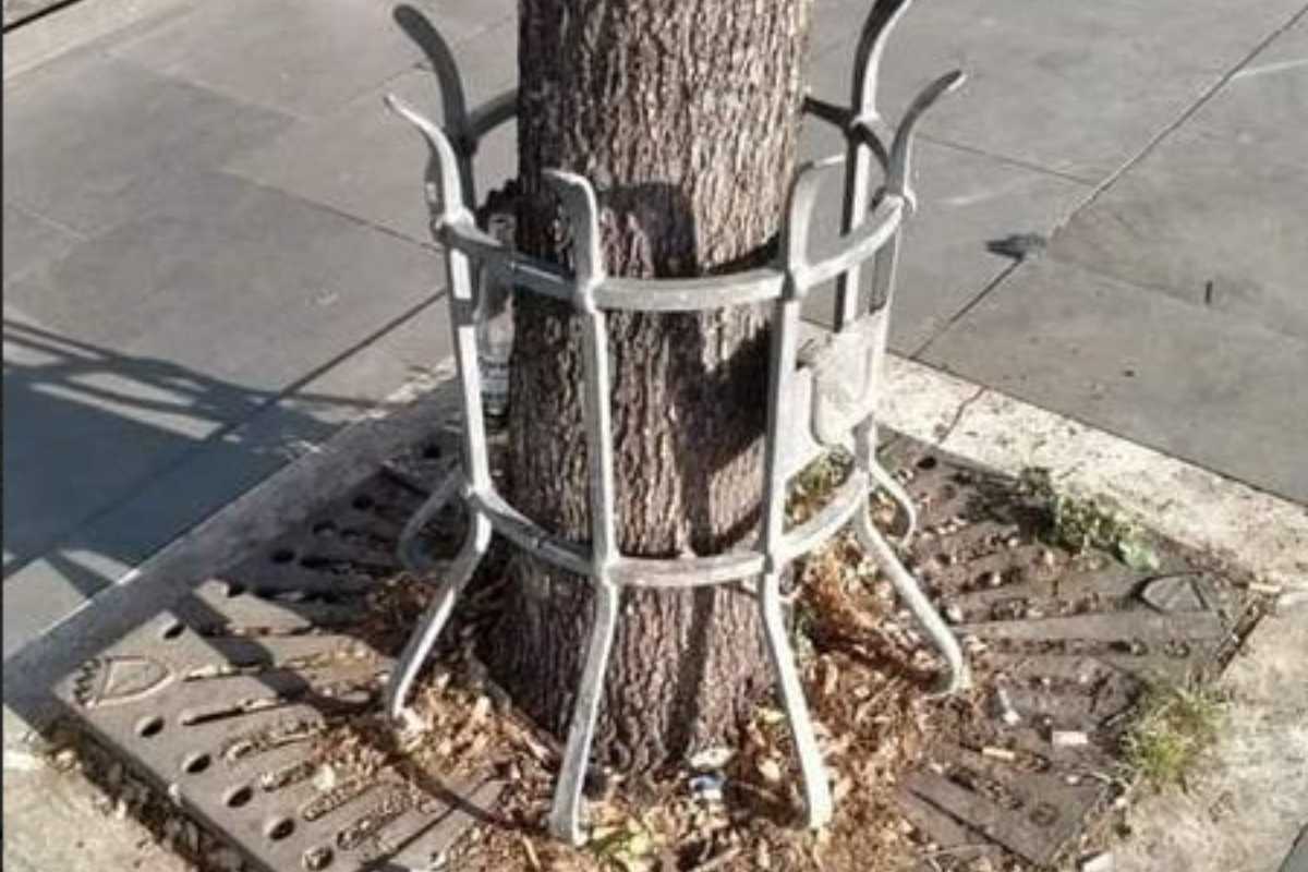 Foto di un albero con griglie metalliche a Roma