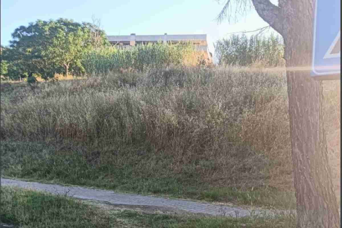 Foto dell'erba secca nel lotto V6 di Giardino di Roma