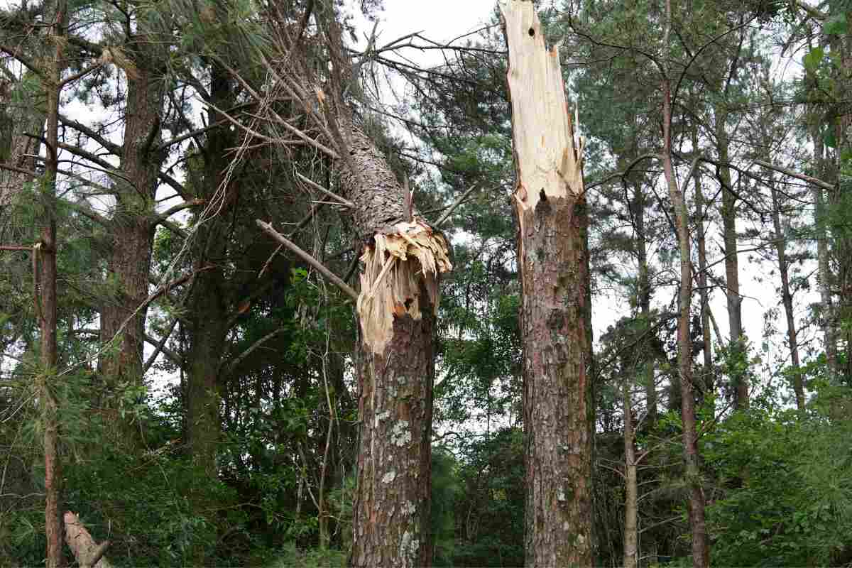 Vento fa collassare gli alberi