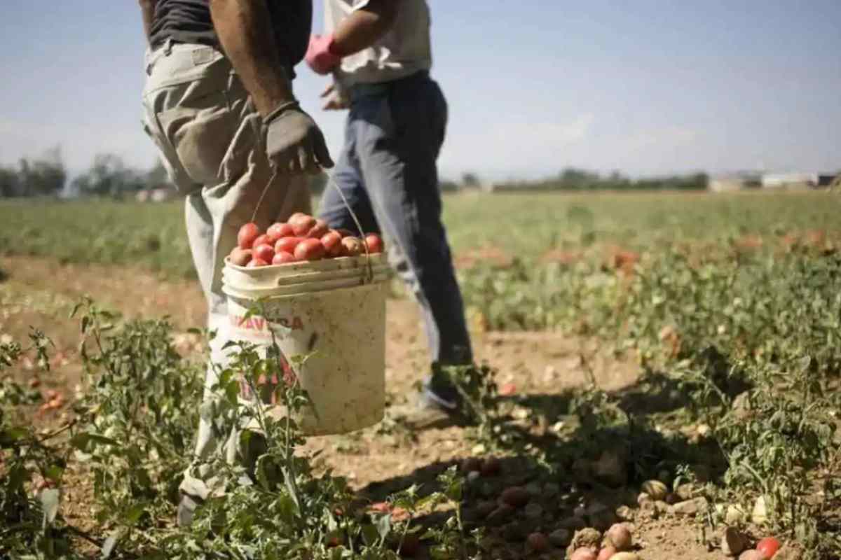 Lavoratori in nero nelle aziende agricole